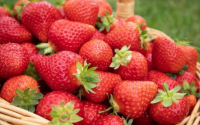 Evaluate the efficacy of AKARYMAX against Spider Mite (Tetranychus urticae)  in Strawberry (Fragaria x ananassa) cultivation.