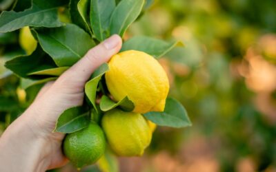 BIO-AXIN: Field trial against thrips in lemon crop