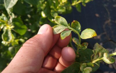 Biological Control of Oriental Thrips in Blueberry Crops